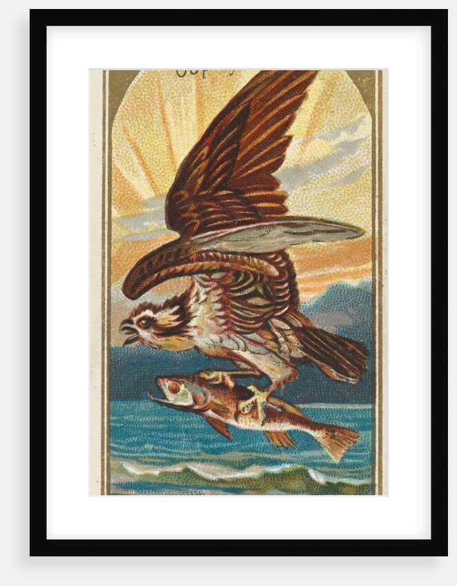Osprey, from the Birds of America series for Allen & Ginter Cigarettes Brands, 1888 by Allen & Ginter