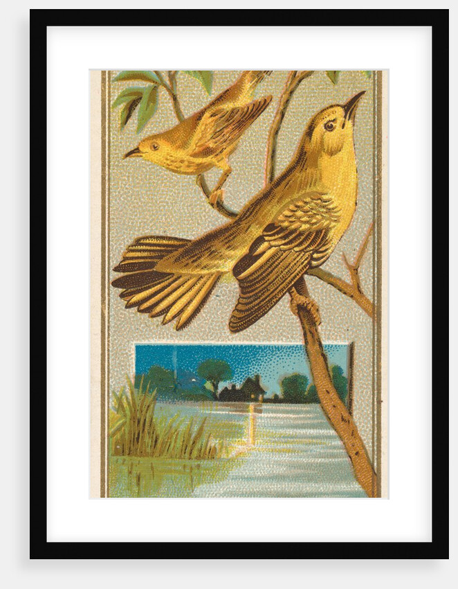 Wood Warbler, from the Birds of America series for Allen & Ginter Cigarettes Brands, 1888 by Allen & Ginter