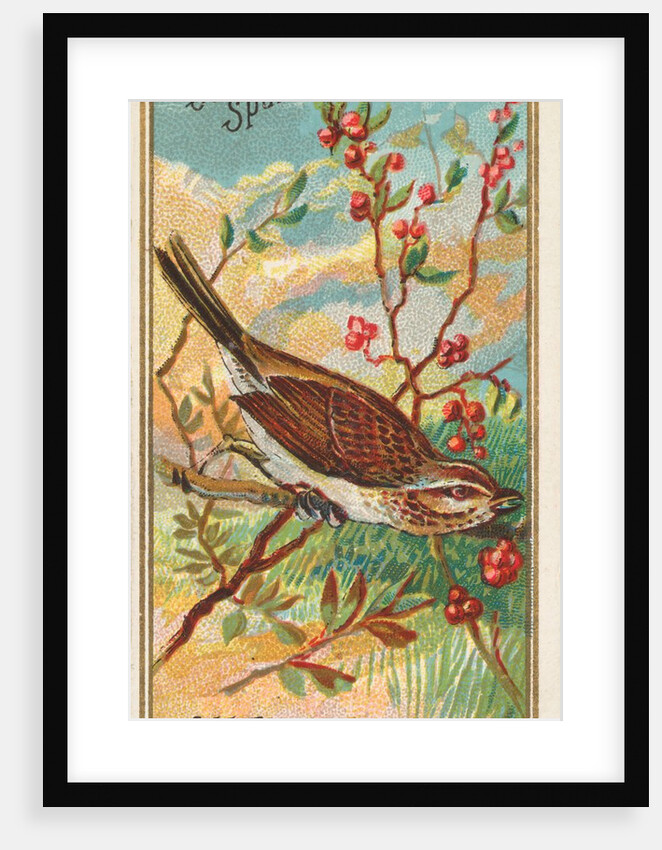 Song Sparrow, from the Birds of America series for Allen & Ginter Cigarettes Brands, 1888 by Allen & Ginter