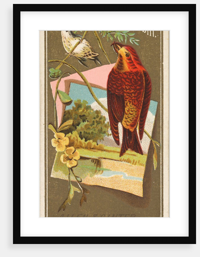 Crossbill, from the Birds of America series for Allen & Ginter Cigarettes Brands, 1888 by Allen & Ginter
