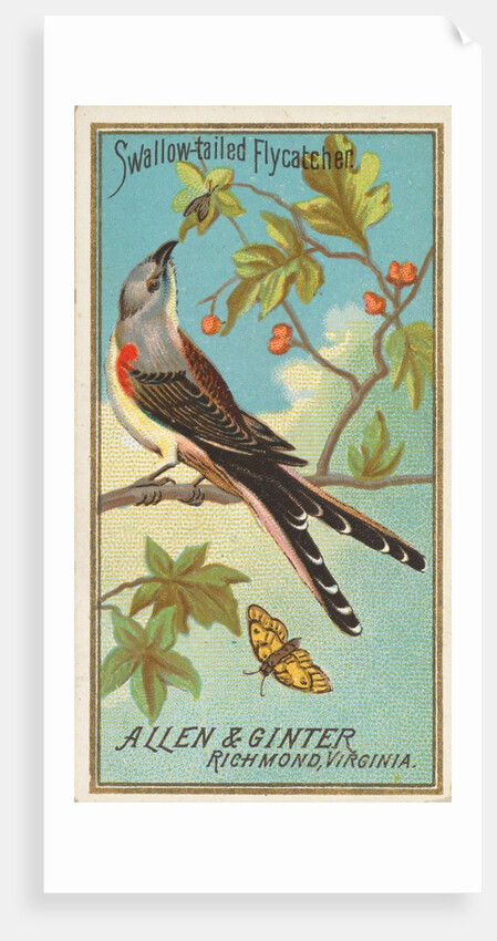 Swallow-tailed Flycatcher, from the Birds of America series for Allen & Ginter Cigare…, 1888 by Allen & Ginter