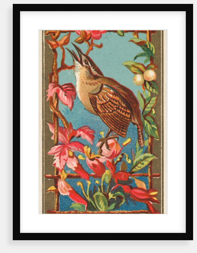 Wren, from the Birds of America series for Allen & Ginter Cigarettes Brands, 1888 by Allen & Ginter