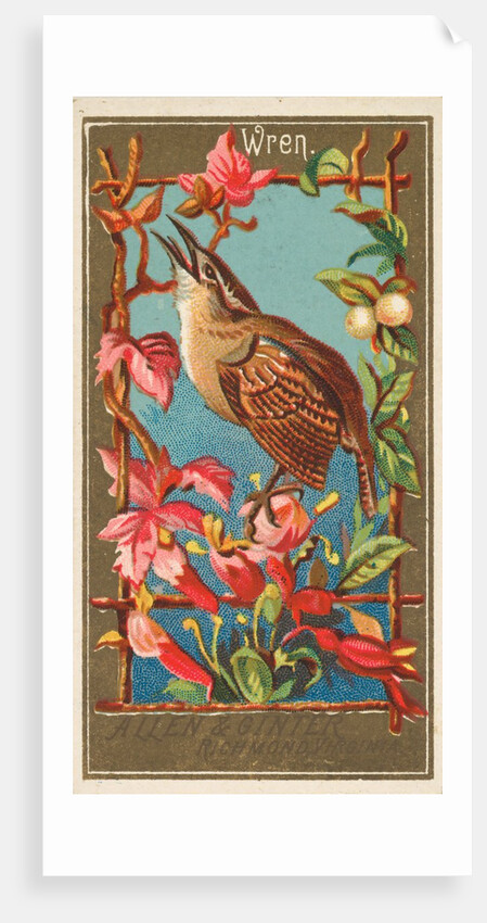 Wren, from the Birds of America series for Allen & Ginter Cigarettes Brands, 1888 by Allen & Ginter