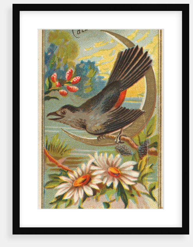 Catbird, from the Birds of America series for Allen & Ginter Cigarettes Brands, 1888 by Allen & Ginter