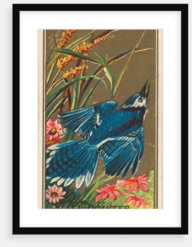 Blue Jay, from the Birds of America series for Allen & Ginter Cigarettes Brands, 1888 by Allen & Ginter