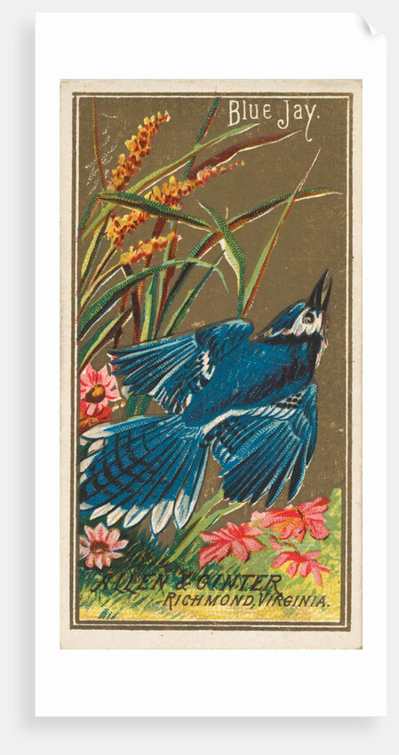 Blue Jay, from the Birds of America series for Allen & Ginter Cigarettes Brands, 1888 by Allen & Ginter