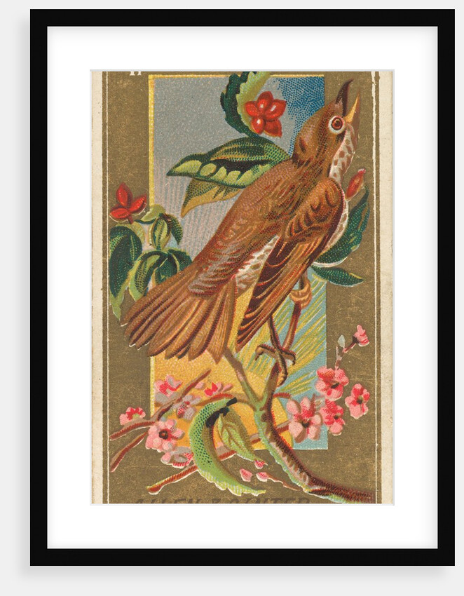 Wood Thrush, from the Birds of America series for Allen & Ginter Cigarettes Brands, 1888 by Allen & Ginter