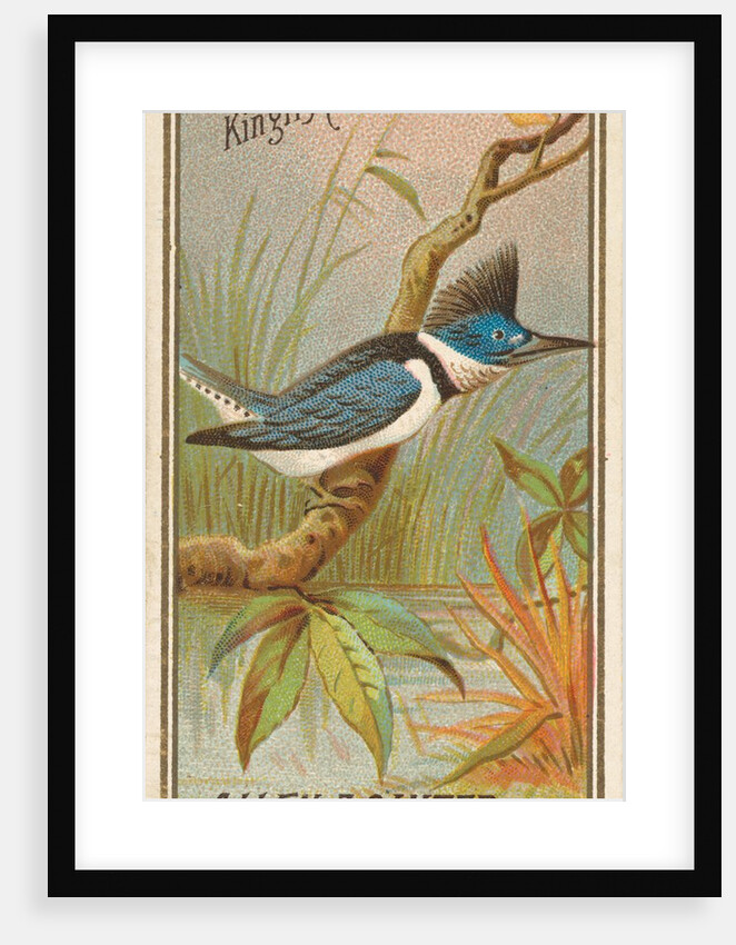 Kingfisher, from the Birds of America series for Allen & Ginter Cigarettes Brands, 1888 by Allen & Ginter