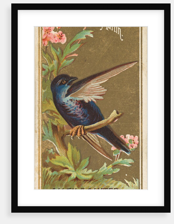 Martin, from the Birds of America series for Allen & Ginter Cigarettes Brands, 1888 by Allen & Ginter