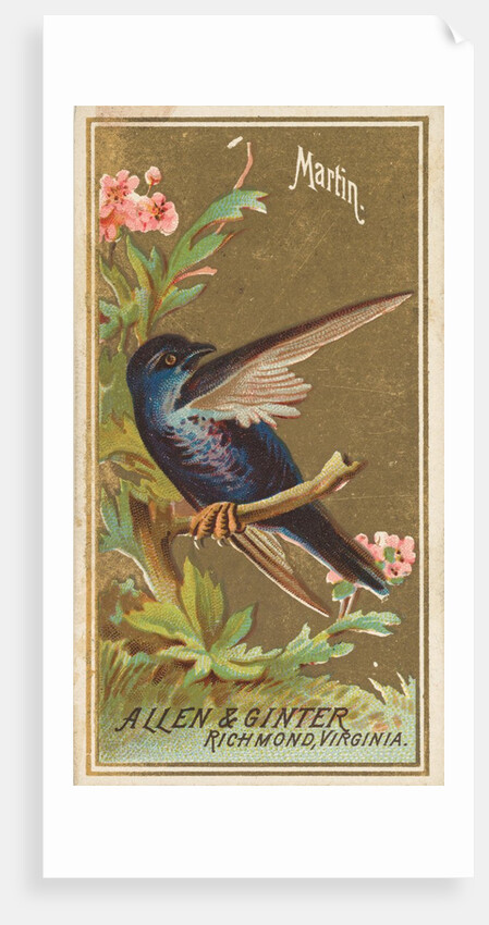 Martin, from the Birds of America series for Allen & Ginter Cigarettes Brands, 1888 by Allen & Ginter
