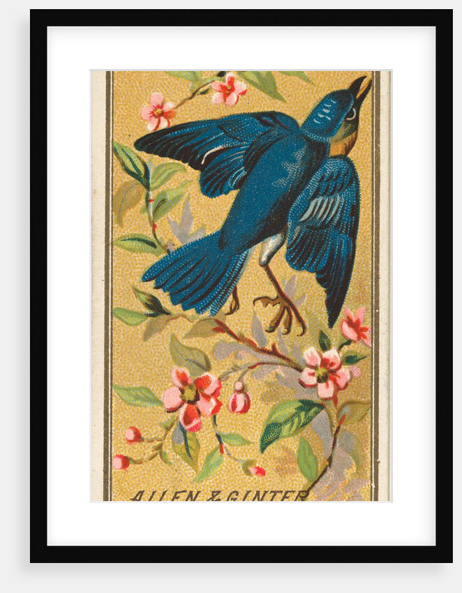 Blue Bird, from the Birds of America series for Allen & Ginter Cigarettes Brands, 1888 by Allen & Ginter