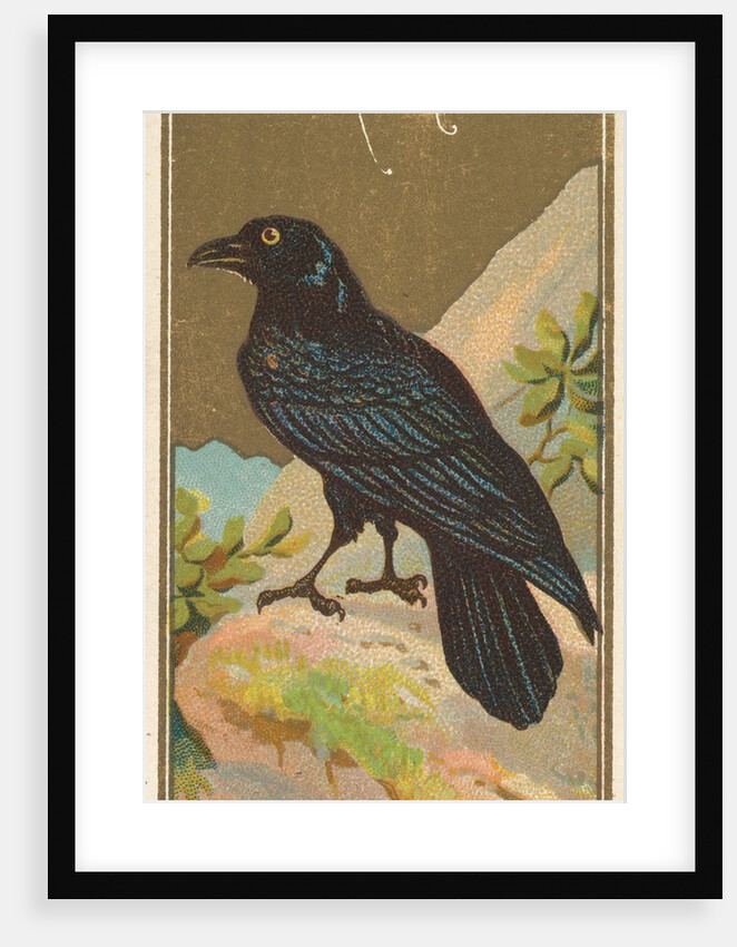 Raven, from the Birds of America series for Allen & Ginter Cigarettes Brands, 1888 by Allen & Ginter