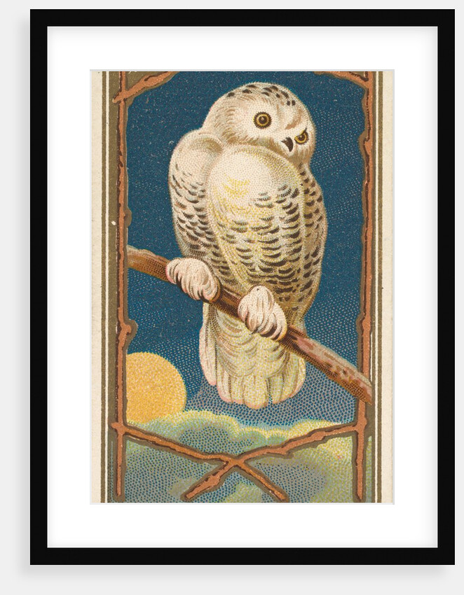 Snowy Owl, from the Birds of America series for Allen & Ginter Cigarettes Brands, 1888 by Allen & Ginter