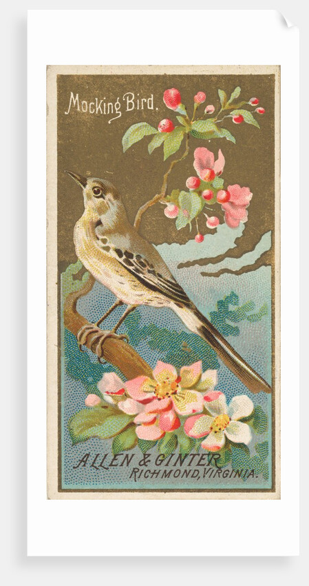 Mockingbird, from the Birds of America series for Allen & Ginter Cigarettes Brands, 1888 by Allen & Ginter