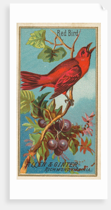 Red Bird, from the Birds of America series for Allen & Ginter Cigarettes Brands, 1888 by Allen & Ginter