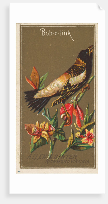 Bob-o-link, from the Birds of America series for Allen & Ginter Cigarettes Brands, 1888 by Allen & Ginter