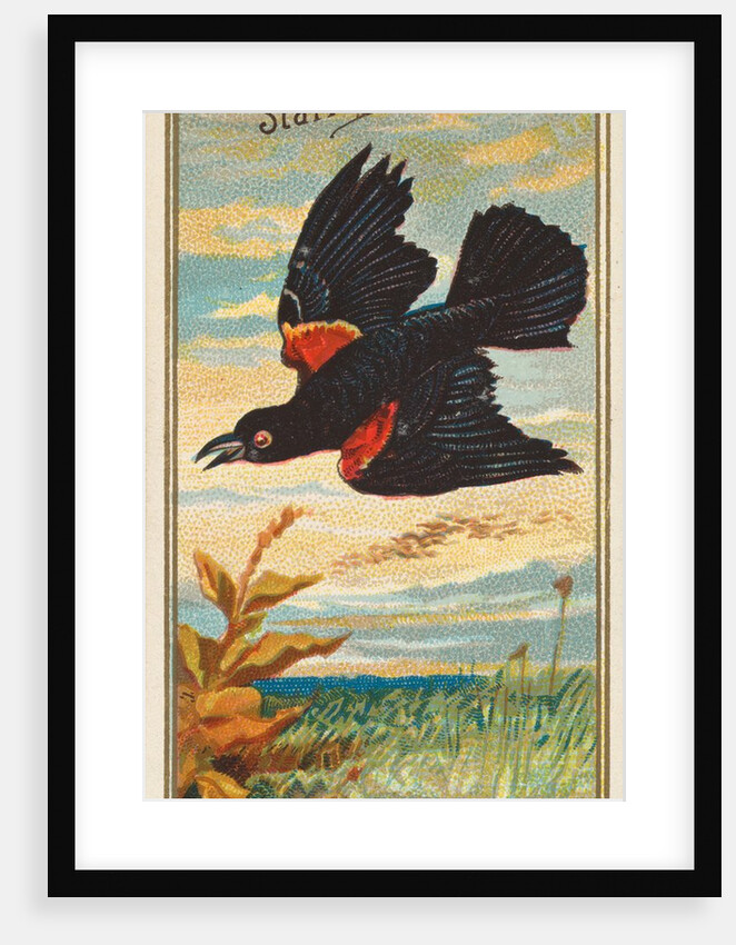 Starling, from the Birds of America series for Allen & Ginter Cigarettes Brands, 1888 by Allen & Ginter