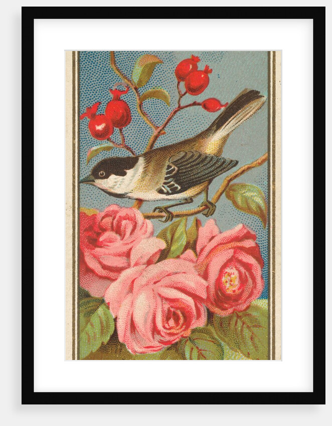 Chickadee, from the Birds of America series for Allen & Ginter Cigarettes Brands, 1888 by Allen & Ginter