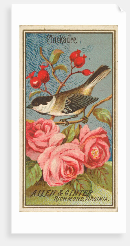 Chickadee, from the Birds of America series for Allen & Ginter Cigarettes Brands, 1888 by Allen & Ginter