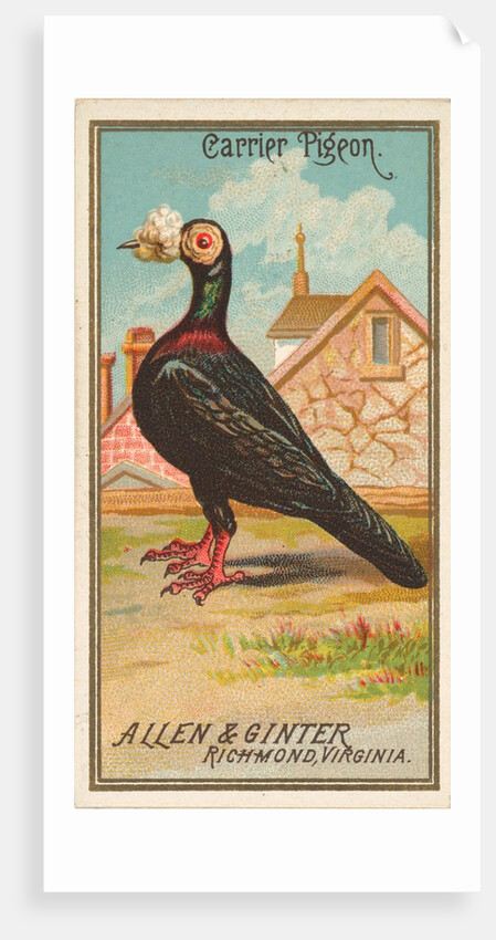 Carrier Pigeon, from the Birds of America series for Allen & Ginter Cigarettes Brands, 1888 by Allen & Ginter