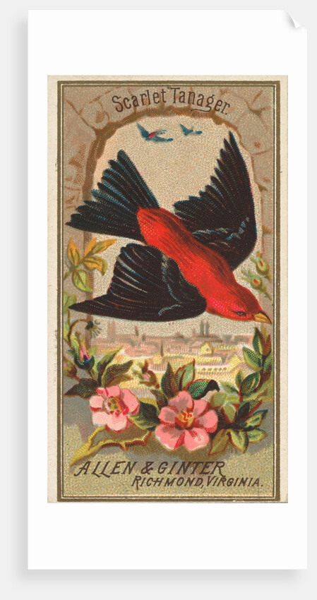 Scarlet Tanager, from the Birds of America series for Allen & Ginter Cigarettes Brands, 1888 by Allen & Ginter