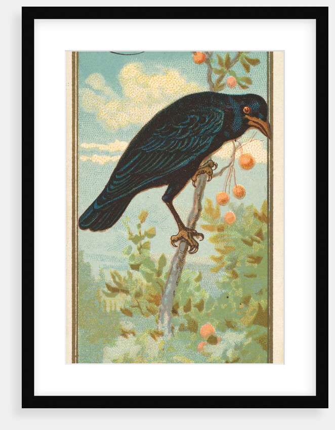 Crow, from the Birds of America series for Allen & Ginter Cigarettes Brands, 1888 by Allen & Ginter