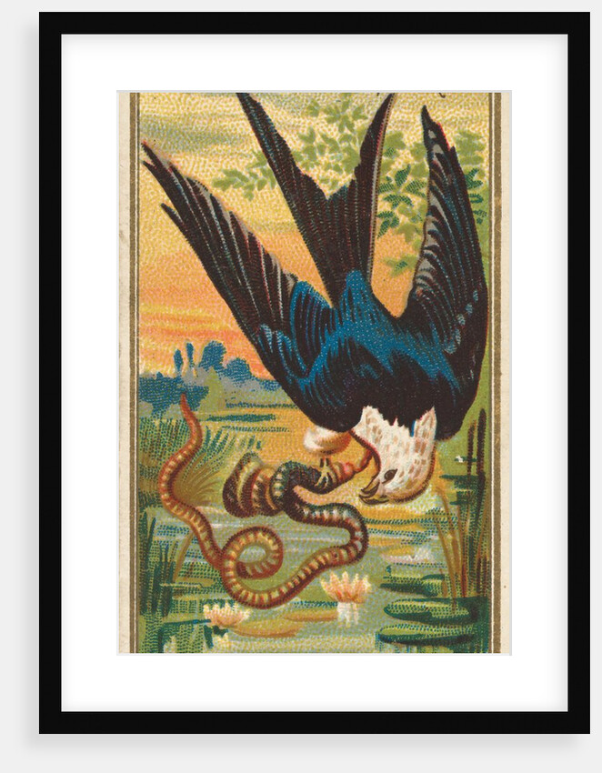 Swallow-tailed Hawk, from the Birds of America series for Allen & Ginter Cigarettes B…, 1888 by Allen & Ginter