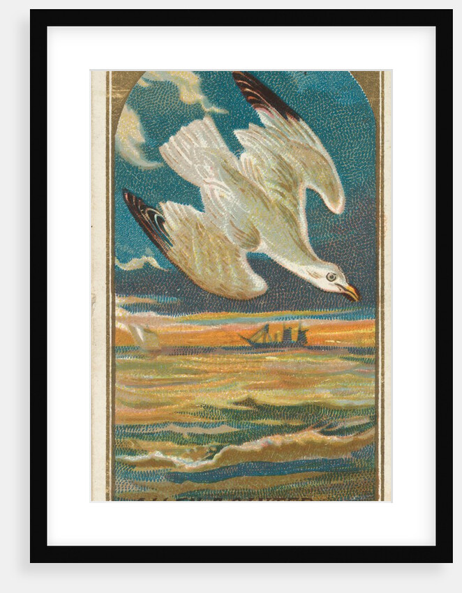 Seagull, from the Birds of America series for Allen & Ginter Cigarettes Brands, 1888 by Allen & Ginter