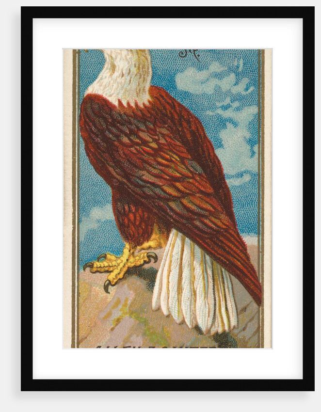 Eagle, from the Birds of America series for Allen & Ginter Cigarettes Brands, 1888 by Allen & Ginter
