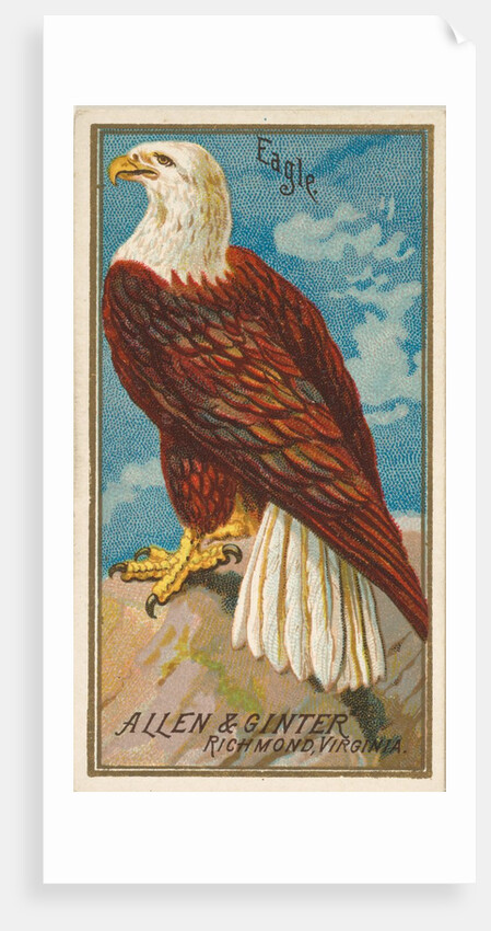 Eagle, from the Birds of America series for Allen & Ginter Cigarettes Brands, 1888 by Allen & Ginter