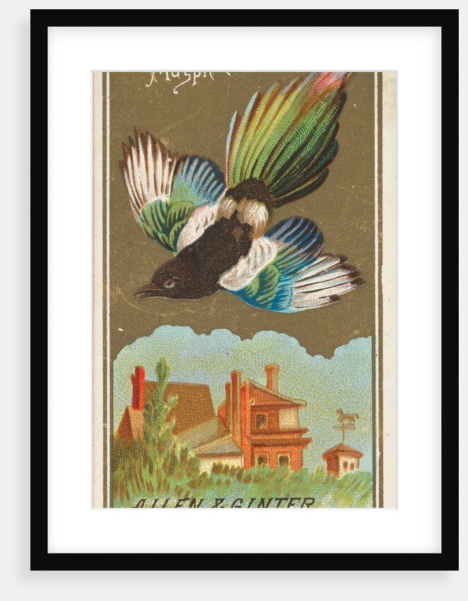 Magpie, from the Birds of America series for Allen & Ginter Cigarettes Brands, 1888 by Allen & Ginter
