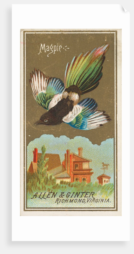 Magpie, from the Birds of America series for Allen & Ginter Cigarettes Brands, 1888 by Allen & Ginter