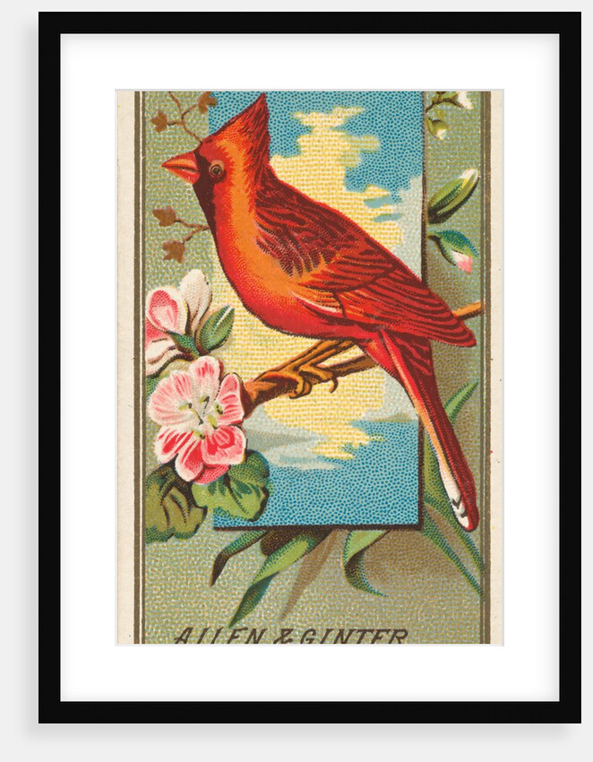 Cardinal Grosbeak, from the Birds of America series for Allen & Ginter Cigarettes Bra…, 1888 by Allen & Ginter