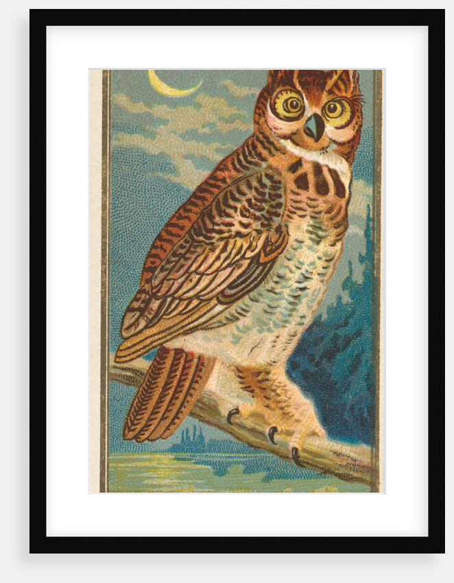 Horned Owl, from the Birds of America series for Allen & Ginter Cigarettes Brands, 1888 by Allen & Ginter