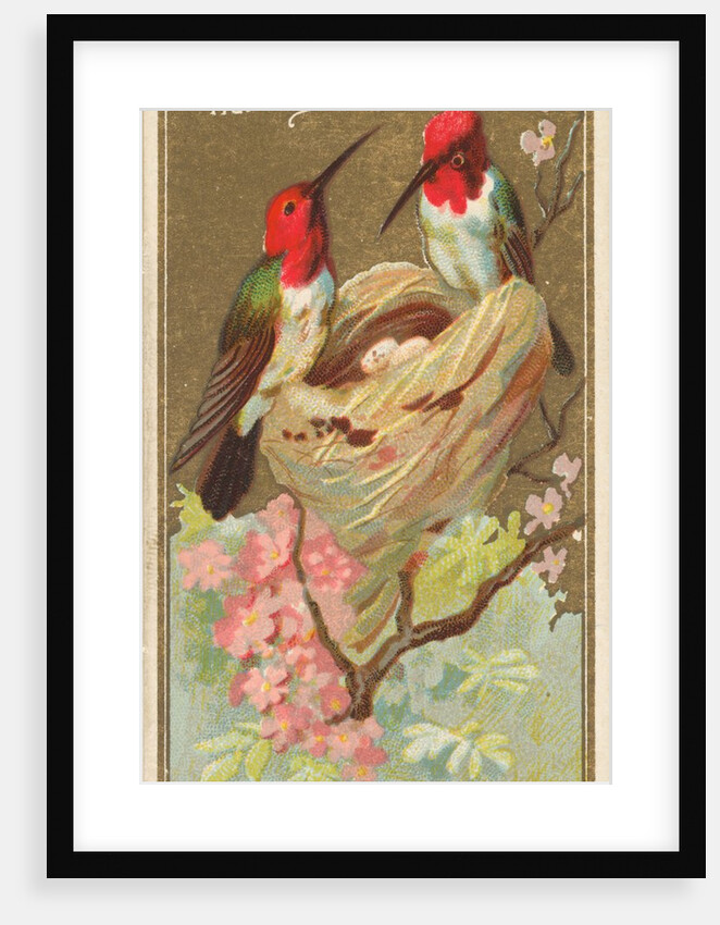 Hummingbird, from the Birds of America series for Allen & Ginter Cigarettes Brands, 1888 by Allen & Ginter