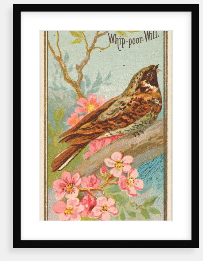 Whip-poor-Will, from the Birds of America series for Allen & Ginter Cigarettes Brands, 1888 by Allen & Ginter