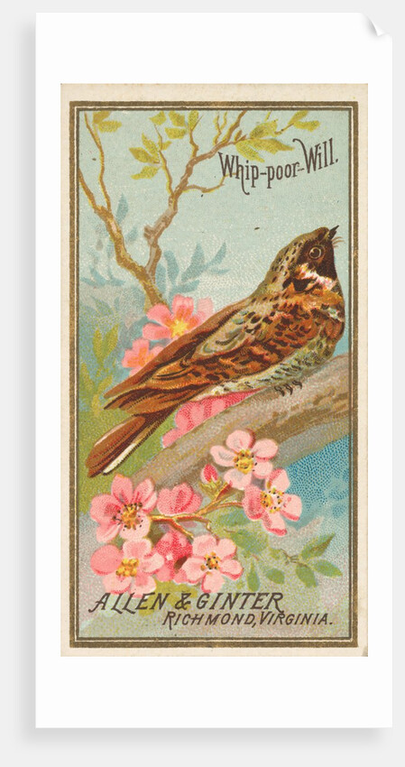 Whip-poor-Will, from the Birds of America series for Allen & Ginter Cigarettes Brands, 1888 by Allen & Ginter