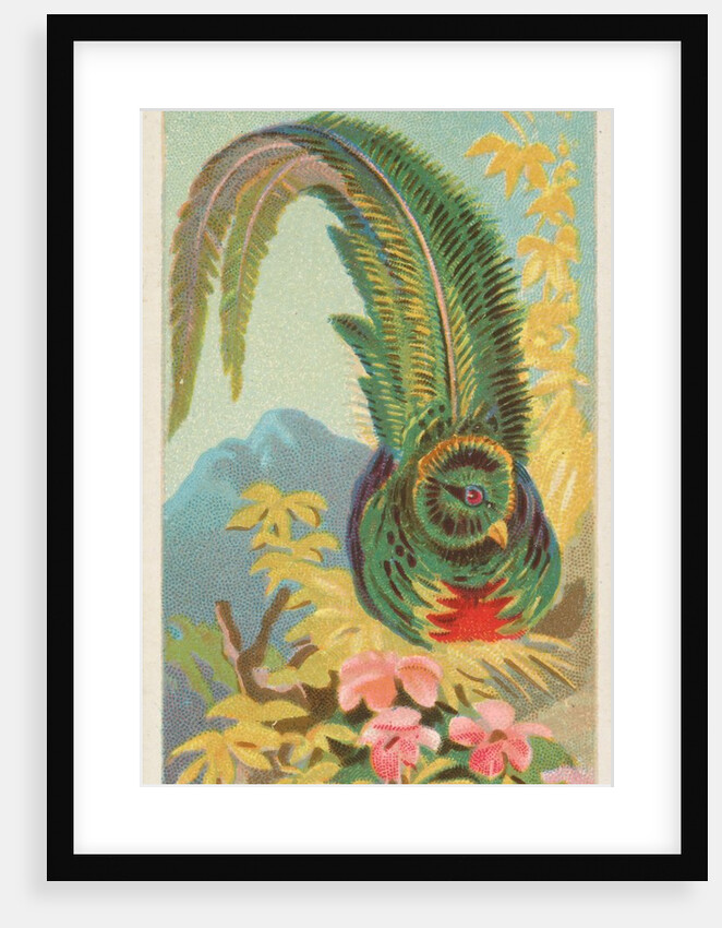 Quetzal, from the Birds of the Tropics series for Allen & Ginter Cigarettes Brands, 1889 by Allen & Ginter