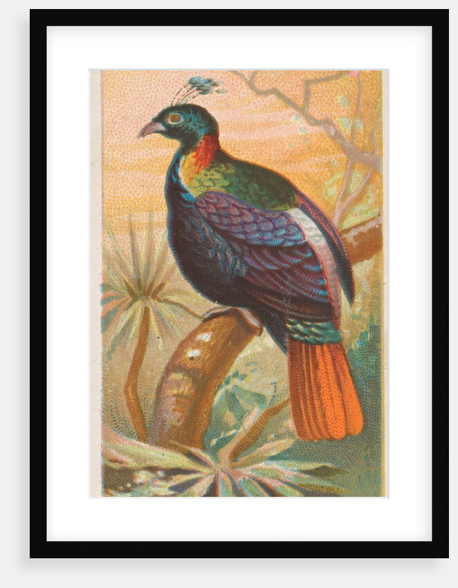 The Impeyan Pheasant, from the Birds of the Tropics series for Allen & Ginter Cigaret…, 1889 by Allen & Ginter