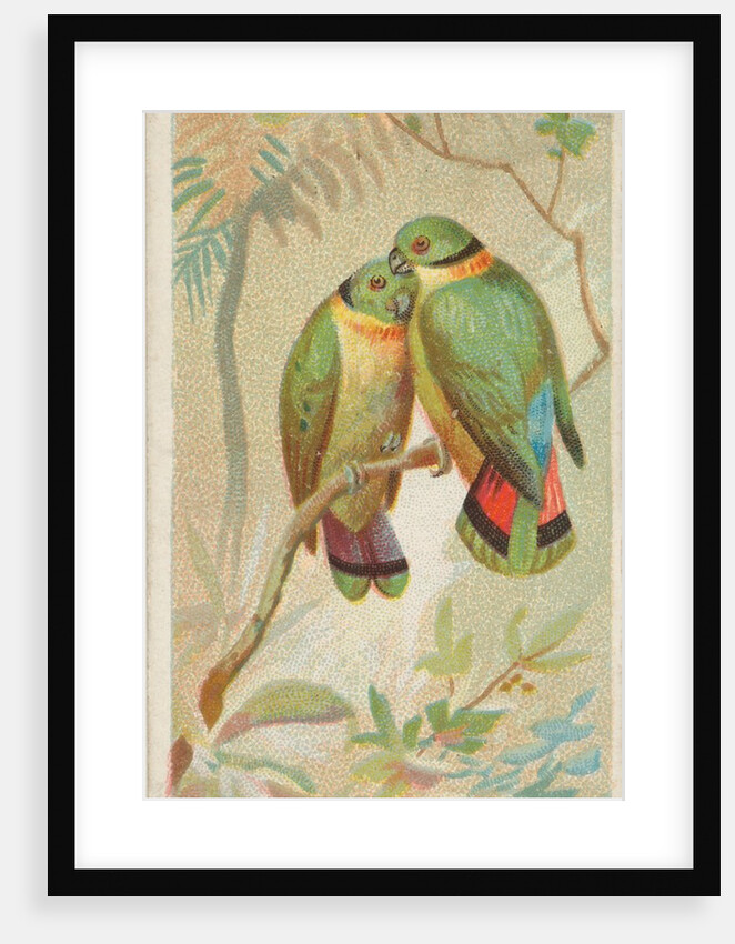 Swindern's Love-Bird, from the Birds of the Tropics series for Allen & Ginter Cigaret…, 1889 by Allen & Ginter