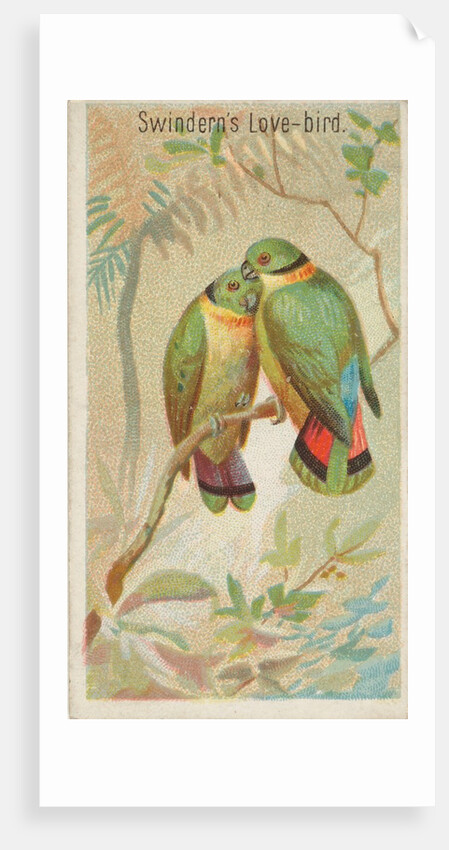 Swindern's Love-Bird, from the Birds of the Tropics series for Allen & Ginter Cigaret…, 1889 by Allen & Ginter