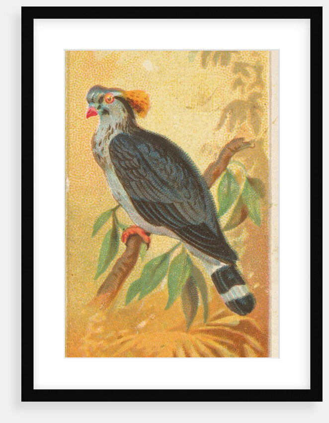 Top Knot Pigeon, from the Birds of the Tropics series for Allen & Ginter Cigarettes B…, 1889 by Allen & Ginter