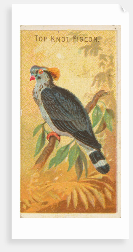 Top Knot Pigeon, from the Birds of the Tropics series for Allen & Ginter Cigarettes B…, 1889 by Allen & Ginter