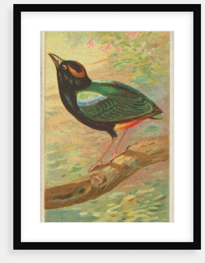 Rainbow Pitta, from the Birds of the Tropics series for Allen & Ginter Cigarettes Bra…, 1889 by Allen & Ginter