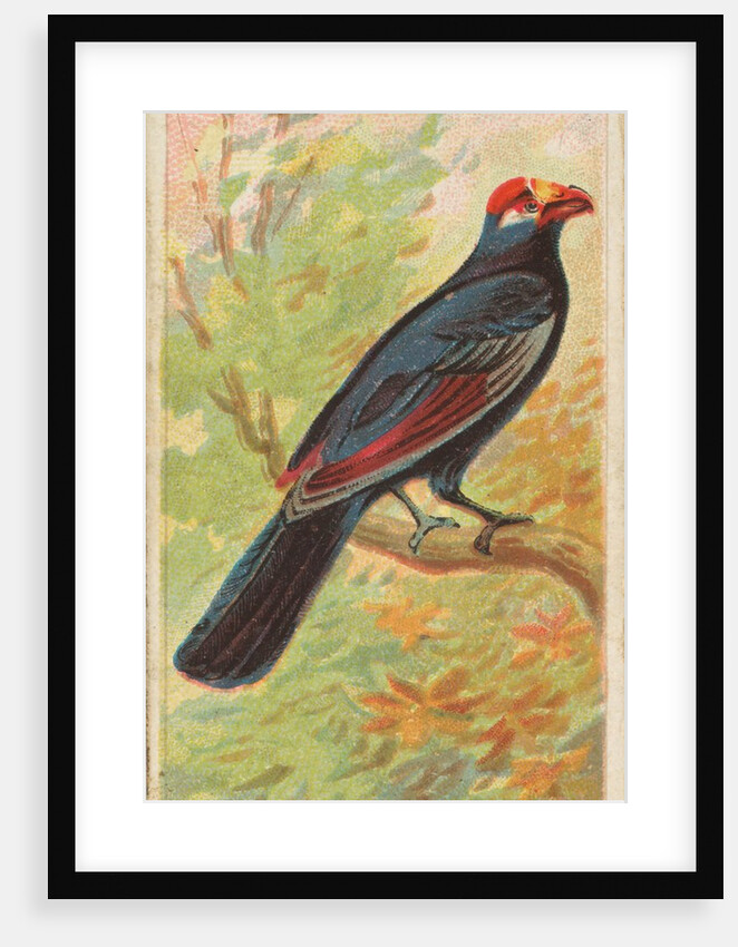 Violaceous, from the Birds of the Tropics series for Allen & Ginter Cigarettes Brands, 1889 by Allen & Ginter