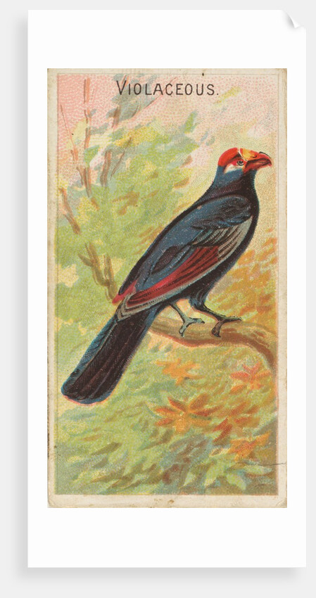 Violaceous, from the Birds of the Tropics series for Allen & Ginter Cigarettes Brands, 1889 by Allen & Ginter