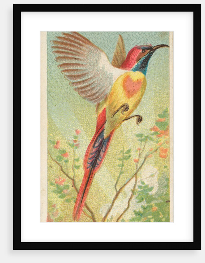 Fiery-Tailed Sun Bird, from the Birds of the Tropics series for Allen & Ginter Cigare…, 1889 by Allen & Ginter