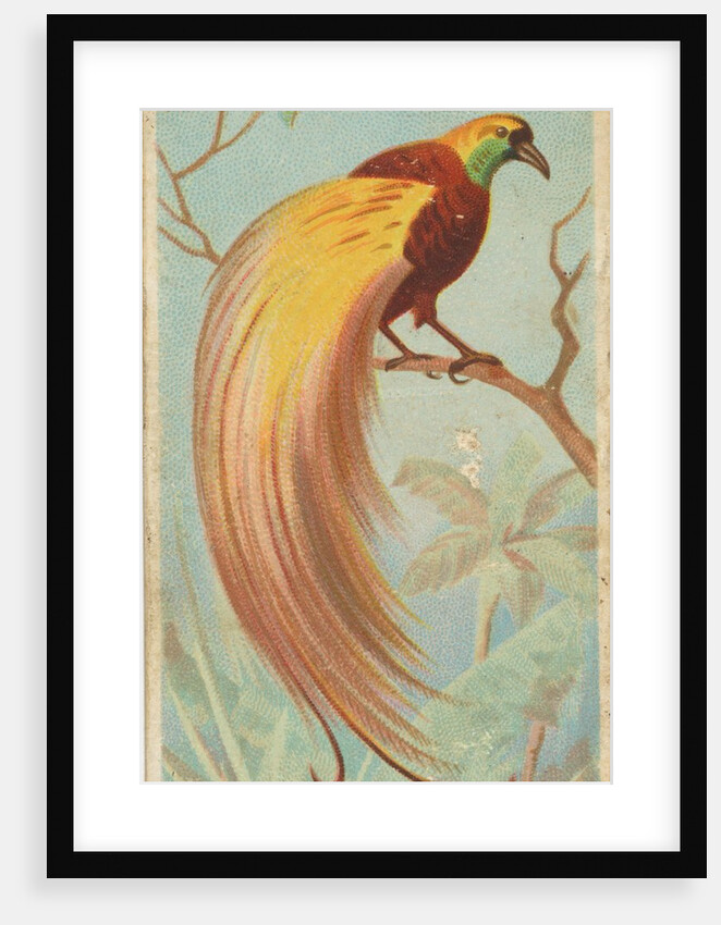 Great Bird of Paradise, from the Birds of the Tropics series for Allen & Ginter Cigar…, 1889 by Allen & Ginter