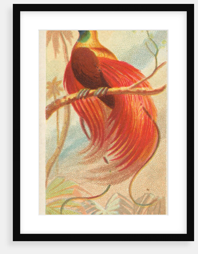 Red Bird of Paradise, from the Birds of the Tropics series for Allen & Ginter Cigaret…, 1889 by Allen & Ginter