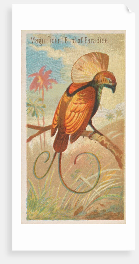 Magnificent Bird of Paradise, from the Birds of the Tropics series for Allen & Ginter…, 1889 by Allen & Ginter